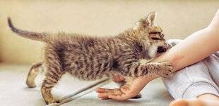 Pleine Vie 459 Prévenir et détecter ces maladies transmissibles de l'animal à l'homme