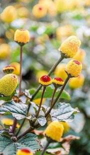 Pleine Vie 460 SPILANTHES : L'ACTIF ANTI-ÂGE QUI FAIT LE BUZZ