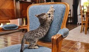 Pleine Vie 467 Faut-il punir son chat ?