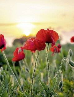 Pleine Vie 469 Mademoiselle Coquelicot