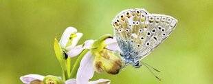 Pleine Vie 469 Papillons : amis ou ennemis du jardin ?