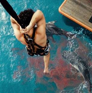Pleine Vie 470 DANGEROUS ANIMALS