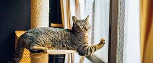 Pleine Vie 475 CHAT D'INTÉRIEUR : les astuces pour prévenir l'ennui