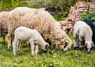 Pleine Vie 476 LOUEZ UN MOUTON OU UNE CHÈVRE POUR TONDRE VOTRE JARDIN