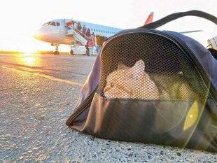 Pleine Vie 476 L'ANIMAL EST UN “BAGAGE”