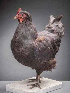 Pleine Vie 476 HISTOIRES DE BÊTES