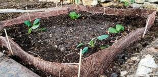 Pleine Vie 477 Installer une barrière antilimaces