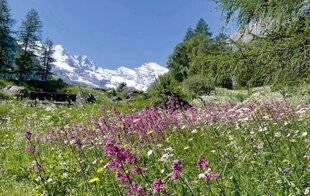 Pleine Vie 479 LA VALLÉE D'AOSTE, une excursion au paradis