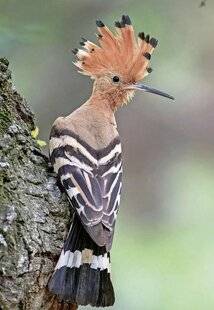 Pleine Vie 480 Les oiseaux
