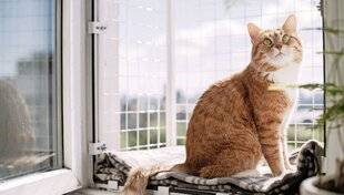Pleine Vie 480 COMMENT SÉCURISER l'environnement de son chat