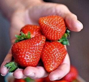 Pleine Vie 481 Voici où ranger vos fraises pour les conserver plus longtemps