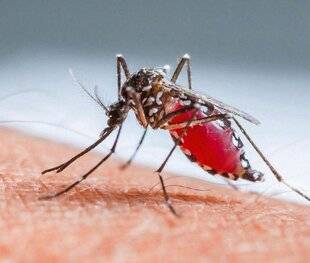 Pleine Vie 481 MOUSTIQUE TIGRE Des pistes innovantes pour limiter sa prolifération