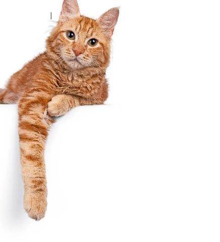 Pleine Vie 485 Comprenez-vous le langage DE VOTRE CHAT ?