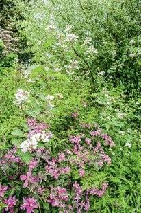 Mon Jardin & Ma Maison 774 DES RONCES SI PRÉCIEUSES