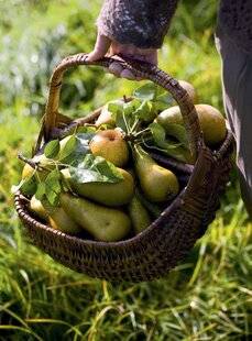 Mon Jardin & Ma Maison 774 Récolter et conserver les fruits d'automne