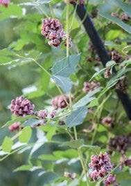 Mon Jardin & Ma Maison 774 Une fausse glycine