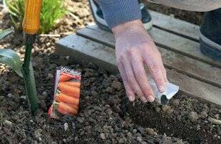 Mon Jardin & Ma Maison 774 Carottes, dernier round