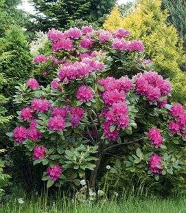 Mon Jardin & Ma Maison 774 Marcotter le rhododendron