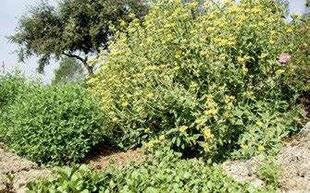 Mon Jardin & Ma Maison 774 Multiplier les phlomis