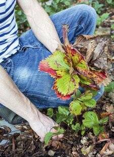 Mon Jardin & Ma Maison 774 Pas de rougeole sur les fraisiers