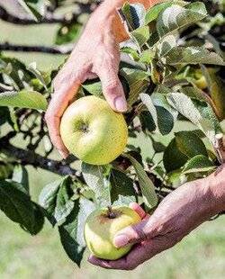 Mon Jardin & Ma Maison 774 La cueillette des pommes, c'est parti !