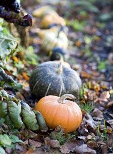 Mon Jardin & Ma Maison 774 Le potiron nous en fait voir de toutes les couleurs