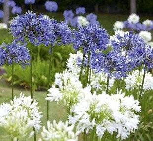 Mon Jardin & Ma Maison 774 Mise en beauté des agapanthes