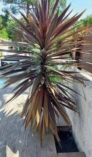 Mon Jardin & Ma Maison 774 Fleur australe