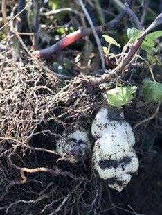 Mon Jardin & Ma Maison 774 Belles, mais pas seulement