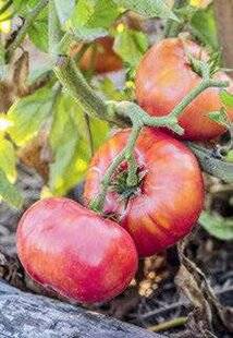 Mon Jardin & Ma Maison 774 Tomates éclatées