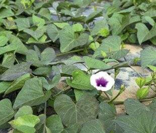Mon Jardin & Ma Maison 774 Tout est bon dans la patate douce !