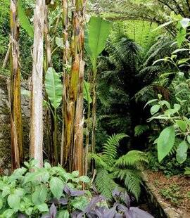 Mon Jardin & Ma Maison 775 UN RÊVE D'EXOTISME