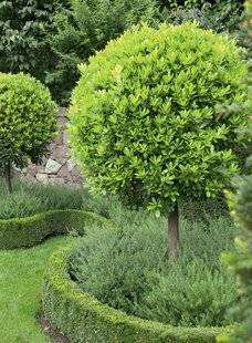Mon Jardin & Ma Maison 775 QUEL ARBRE POUR UN PETIT JARDIN ?