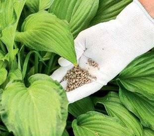 Mon Jardin & Ma Maison 775 Pour des hostas pimpants