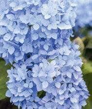 Mon Jardin & Ma Maison 775 Oh la belle bleue !