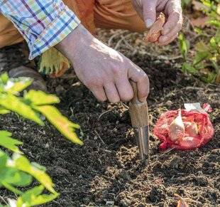 Mon Jardin & Ma Maison 775 Les oignons, à lancer maintenant