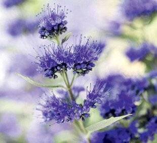 Mon Jardin & Ma Maison 775 Adopter une barbe bleue