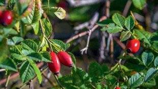 Mon Jardin & Ma Maison 775 Récolter les fruits de l'églantier