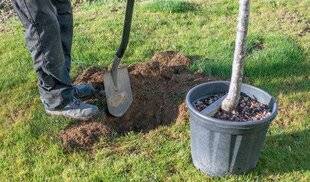 Mon Jardin & Ma Maison 775 Bien planter dans un sol argileux