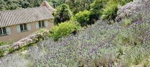 Mon Jardin & Ma Maison 775 Pas de lavande papillon pour tous