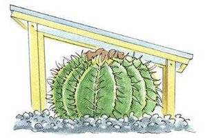 Mon Jardin & Ma Maison 775 Hiverner les succulentes