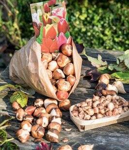 Mon Jardin & Ma Maison 775 Question de bulbes