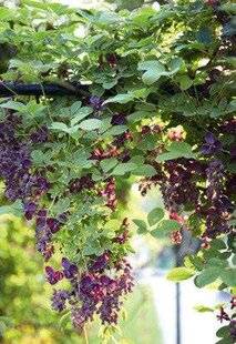 Mon Jardin & Ma Maison 775 La liane vanille ou Liane Chocolat