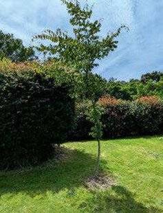 Mon Jardin & Ma Maison 775 Redresser un arbre