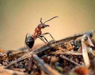 Mon Jardin & Ma Maison 775 Pourquoi les fourmis marchent-elles en file indienne ?