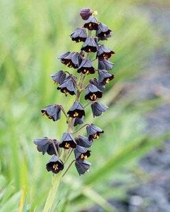 Mon Jardin & Ma Maison 775 FRITILLAIRE NOIRE DE PERSE
