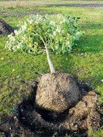 Mon Jardin & Ma Maison 776 Ces erreurs si classiques…