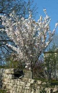 Mon Jardin & Ma Maison 776 ATTENTION AUX FONDATIONS !