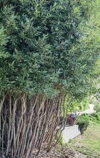 Mon Jardin & Ma Maison 776 ATTENTION AUX FAUX NAINS !