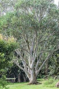 Mon Jardin & Ma Maison 776 Eucalyptus pour tous